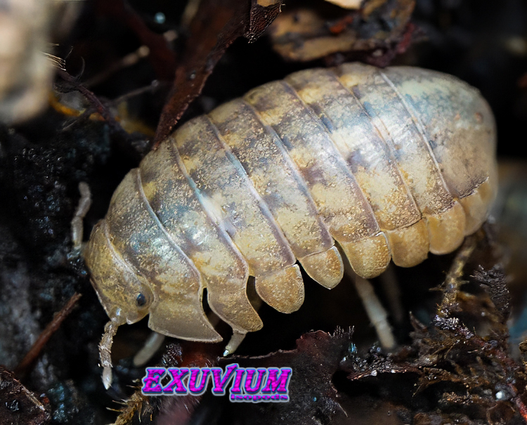 Close-up of a giant Helleria brevicornis isopod showing its smooth, yellow-grey carapace on terrarium substrate.