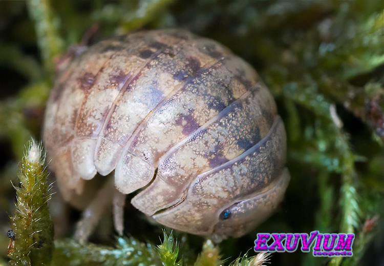 A Helleria brevicornis isopod partially curled into a ball on bright green forest moss.