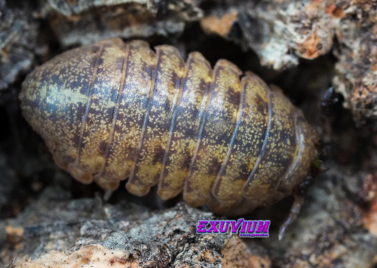 Side-profile view of a mottled grey Helleria brevicornis woodlouse crawling on a piece of dark bark.
