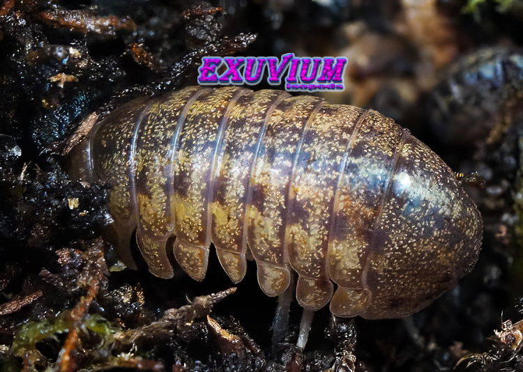 Macro shot of a single Helleria brevicornis giant isopod navigating damp, dark terrarium soil.
