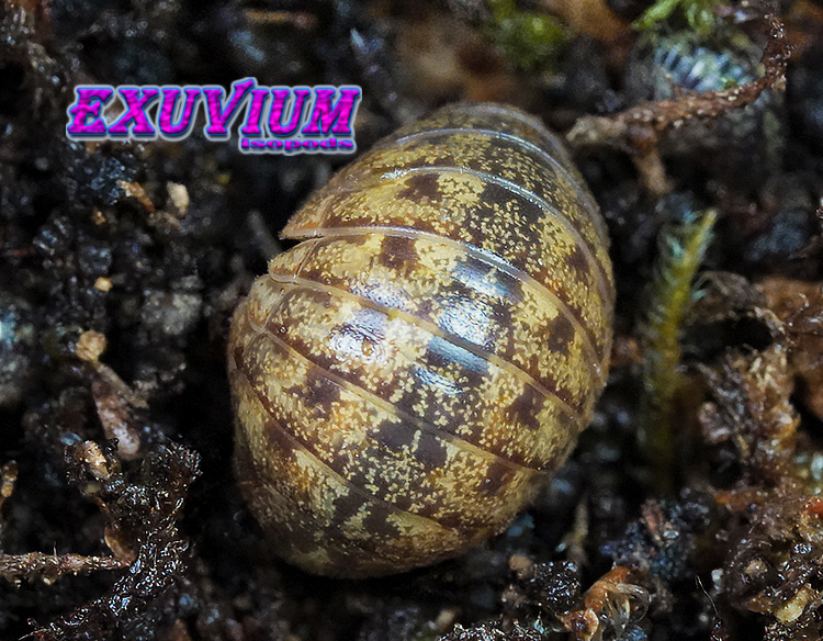 Detailed top-down view of a Helleria brevicornis isopod showing the smooth, heavy plates of its carapace and its nice pattern.