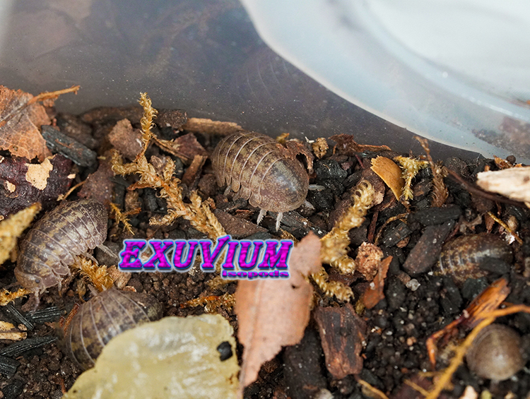 A small group of Helleria brevicornis woodlice exploring leaf litter and moss inside a plastic enclosure.