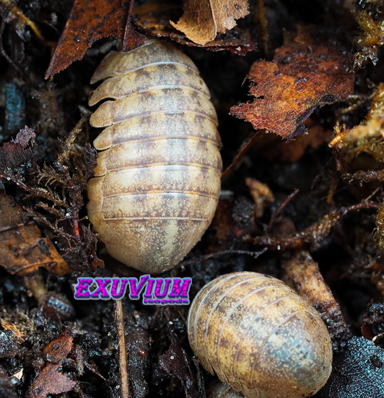 Overhead view of two distinct Helleria brevicornis isopods resting among dried autumn leaves and damp substrate.