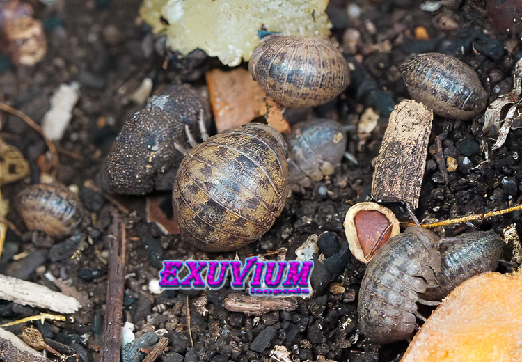 A thriving colony of multiple Helleria brevicornis giant isopods gathering on a dark soil substrate with wood pieces.