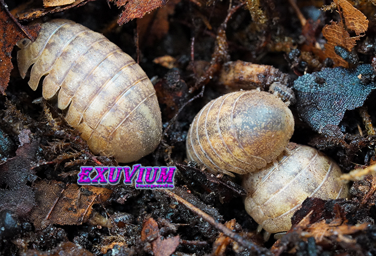 Close-up of three Helleria brevicornis woodlice nestled together among dark soil, bark, and dried leaf litter.