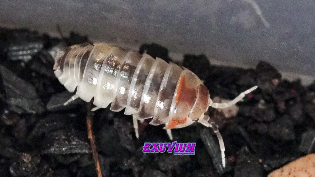 Close-up of an Armadillidium flavoscutatum Coffee Mate isopod showing a glossy translucent shell with reddish-brown head markings on dark substrate.