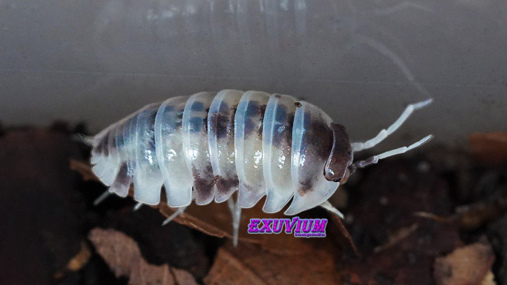 Side-profile close-up of an Armadillidium flavoscutatum Coffee Mate isopod showing its glossy, dark-banded white segments on dark substrate.