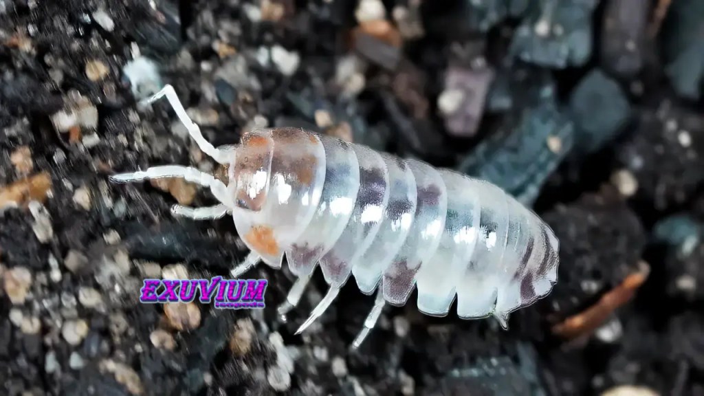Close-up profile of a pale white Armadillidium flavoscutatum Coffee Mate isopod navigating dark bioactive substrate.