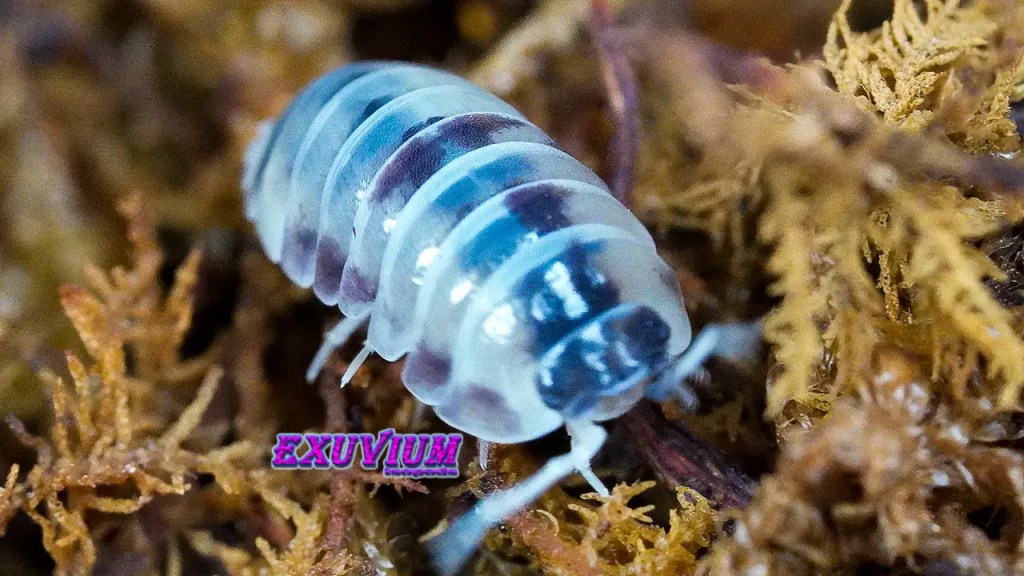 Overhead macro shot of an Armadillidium flavoscutatum Coffee Mate isopod showcasing distinct white and dark banded segments on terrarium moss.