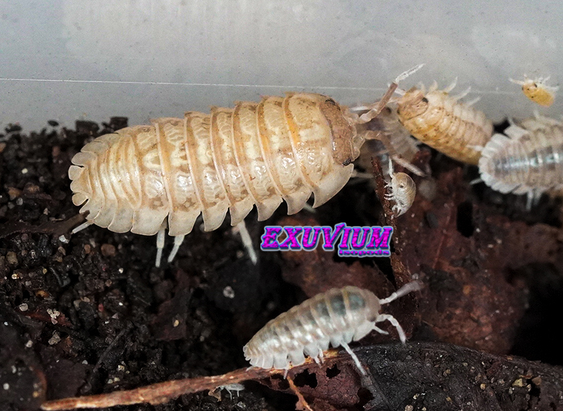 A group of Armadillidium saxivagum Toffee. A hypomelanistic variety of this species. Here we see an adult with younger individuals.