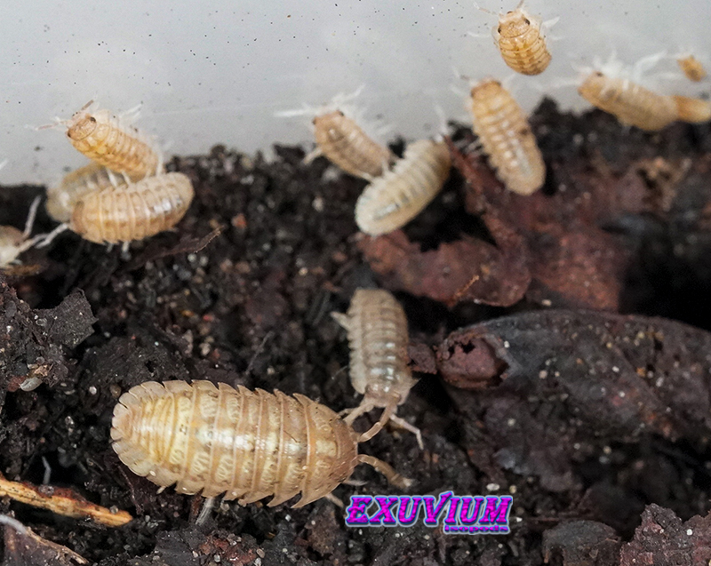 A small group of hypomelanistic Armadillidium saxivagum Toffee isopods and their young on dark terrarium soil.