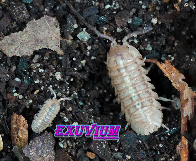Detailed top-down view of an adult Armadillidium saxivagum Toffee isopod next to a smaller juvenile on dark soil and leaf litter.