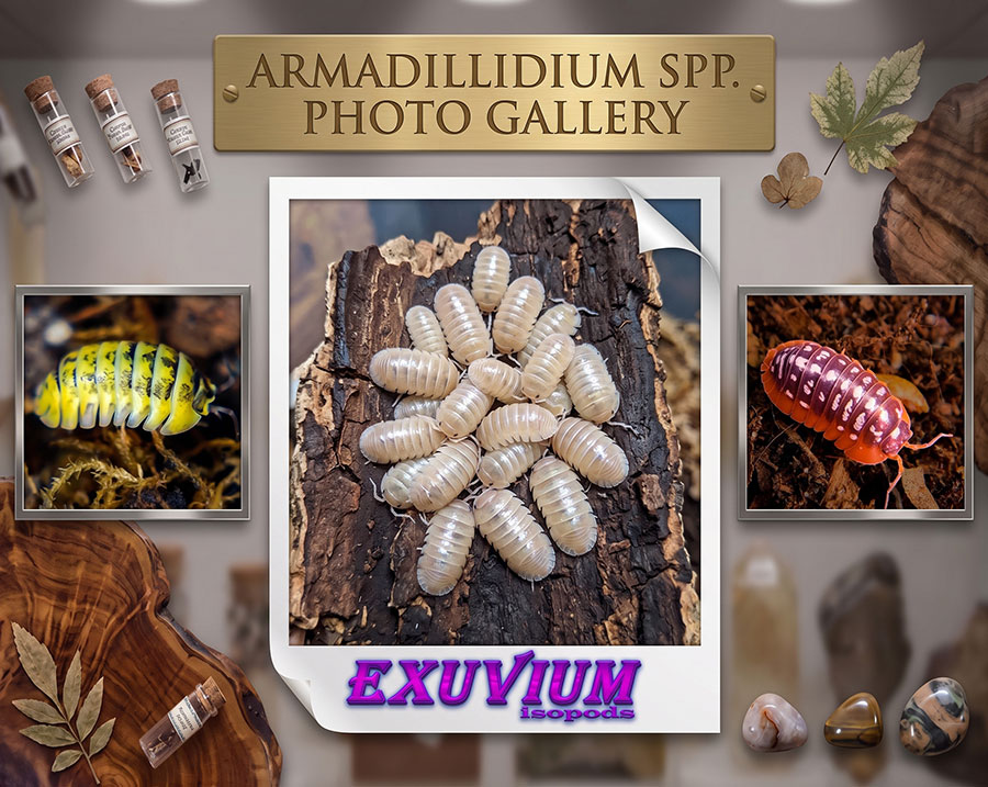 A photo gallery titled 'Armadillidium Spp.' featuring various isopods. The main image shows several light-colored isopods on a wooden surface, while smaller images display a yellow-striped isopod and a reddish-brown isopod. Display elements include glass vials and natural materials.