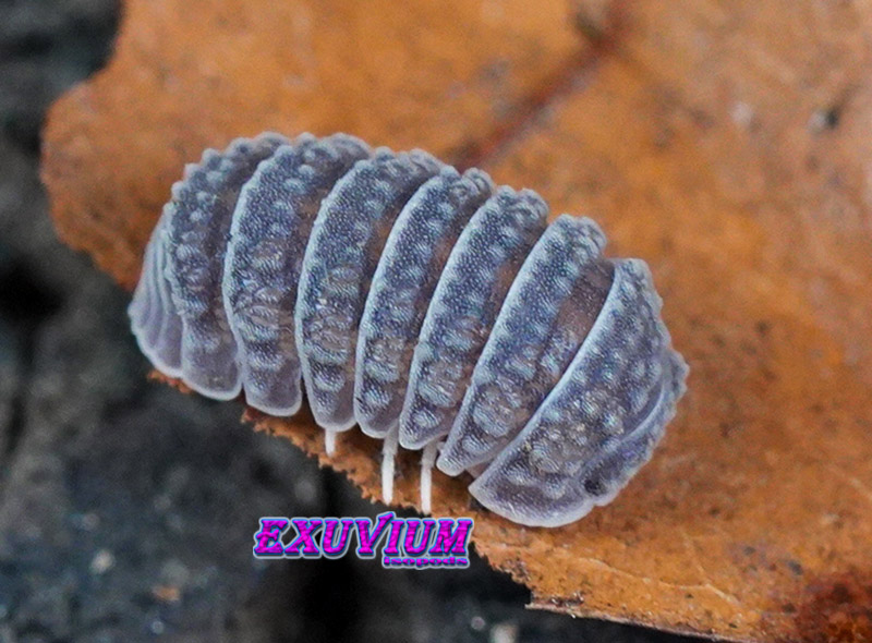 Macro shot of a textured, grey Armadillo tuberculatus isopod crawling along the edge of a dry brown leaf.