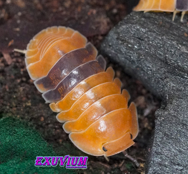 Overhead macro shot of an orange and brown banded Cubaris sp. Amber isopod near spirulina food and a piece of charcoal.