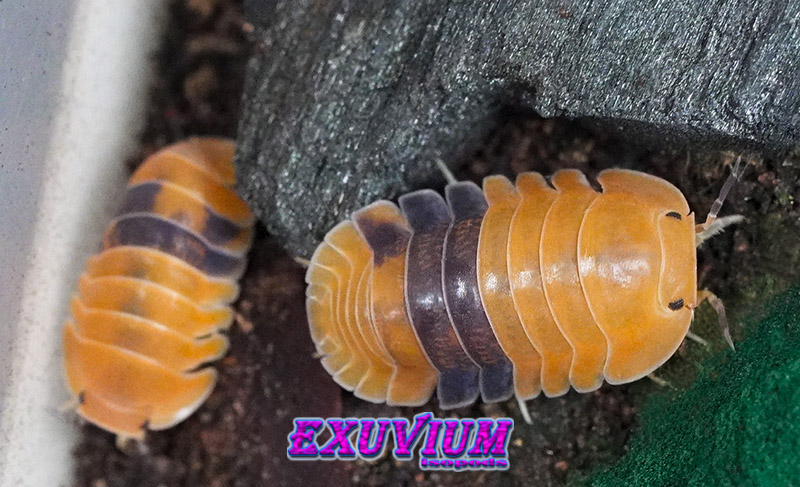 Macro view of an orange and black-banded Cubaris sp. Amber isopod crawling beside a chunk of charcoal.