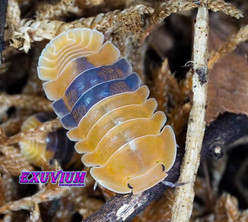 Overhead shot of a translucent orange Cubaris sp. Amber isopod resting on dried terrarium moss.