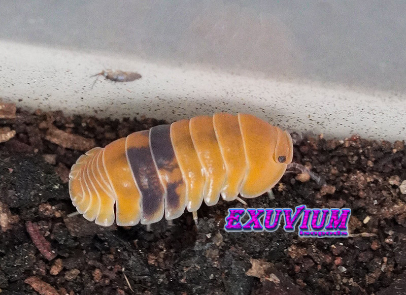 Side view of a banded Cubaris sp. Amber isopod moving across dark damp substrate.