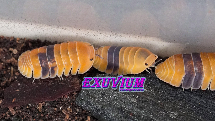 Two Cubaris sp. Amber isopods crawling next to each other on dark soil and charcoal.