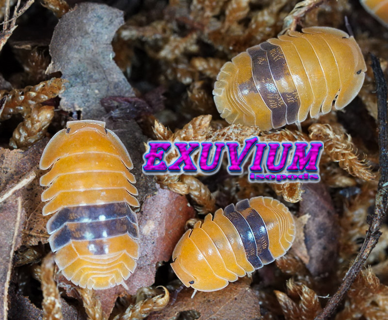 A small group of bright orange Cubaris sp. Amber isopods clustered on dark terrarium soil.