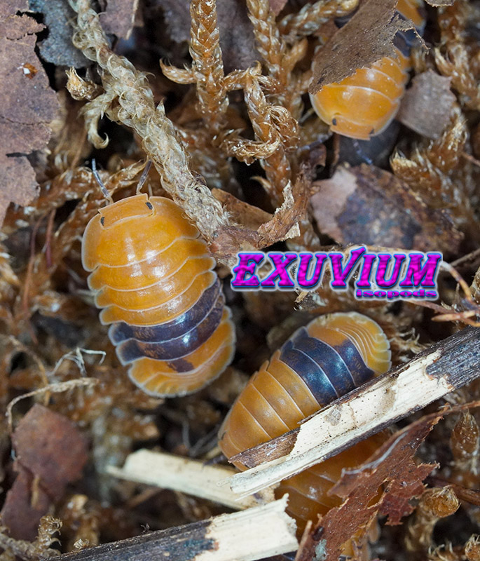Several Cubaris sp. Amber ducky-type isopods exploring a bed of dried forest moss and leaf litter.