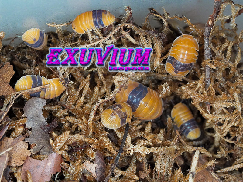 Multiple Cubaris sp. Amber isopods of varying sizes congregating together throughout dried sphagnum moss.