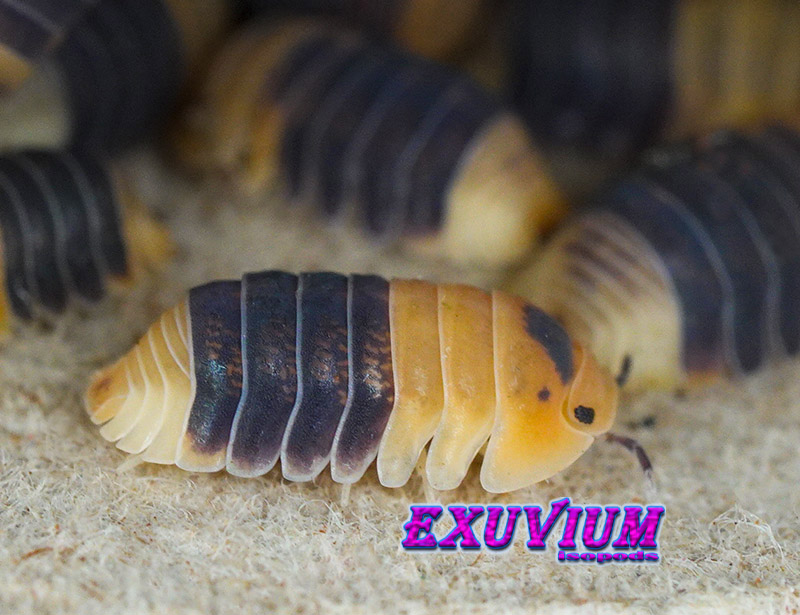 Macro profile of a yellow and black banded Cubaris sp. Bumblebee isopod crawling on cardboard substrate in front of blurred colony members.