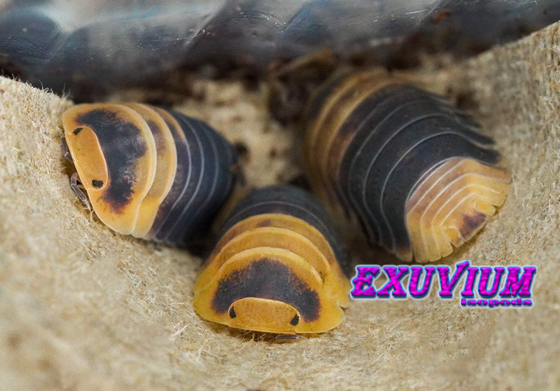 Front-facing view of yellow-faced Cubaris sp. Bumblebee isopods gathered in an egg carton crevice.