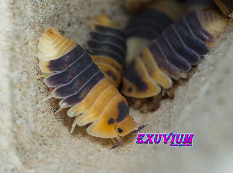 Overhead shot of multiple Cubaris sp. Bumblebee isopods crawling inside an egg flat shelter.