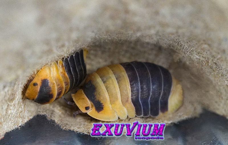 Detailed macro side view of a Cubaris sp. Bumblebee isopod resting inside a hollow cardboard shelter.