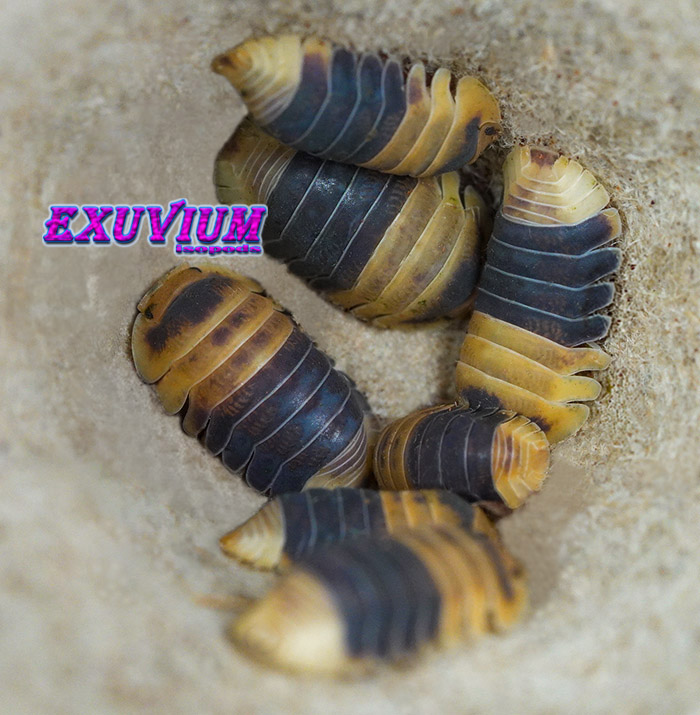 A cluster of banded Cubaris sp. Bumblebee isopods congregating together in an egg carton recess.