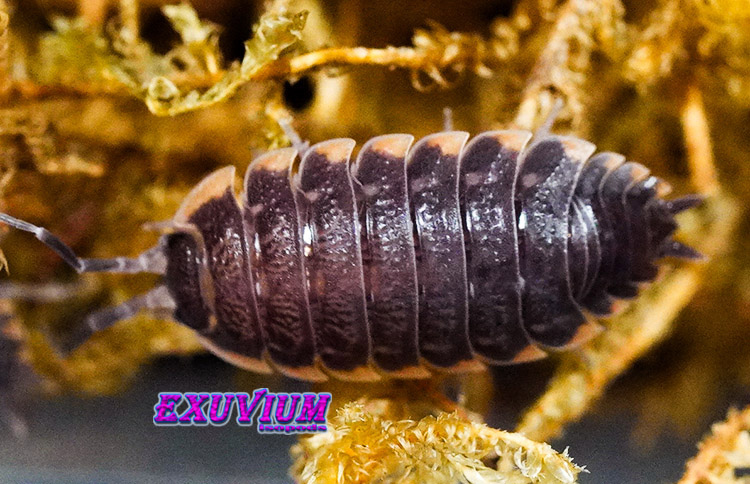 A close-up view of a Trachelipus caucasius isopod with segmented armor crawling over textured, golden-brown moss, with the EXUVIUM isopods brand logo visible below it.