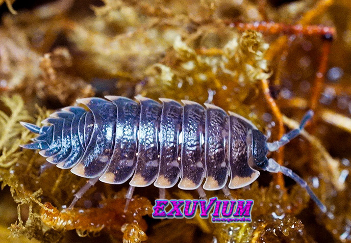 A dark, segmented Trachelipus caucasius isopod crawls across a textured, golden-brown mossy surface, with the EXUVIUM Isopods logo visible in the lower center of the frame.