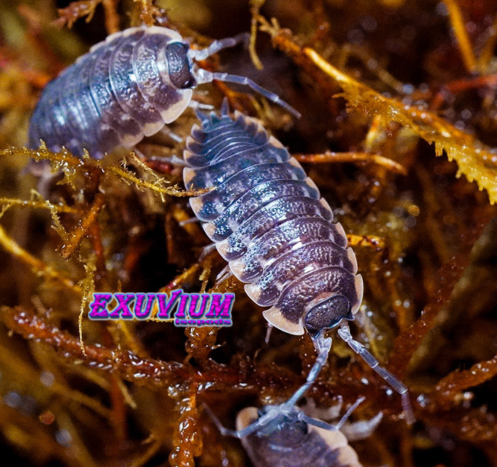 Two dark, segmented Trachelipus caucasius isopods crawl over brown, textured mossy substrate, with a small third one visible at the bottom and the EXUVIUM brand logo in the center.