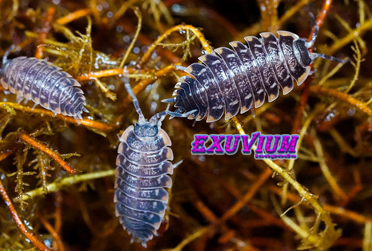 Three dark, segmented Trachelipus caucasius isopods crawl over a bed of brown, tangled moss, with the brand name EXUVIUM Isopods displayed in the middle.