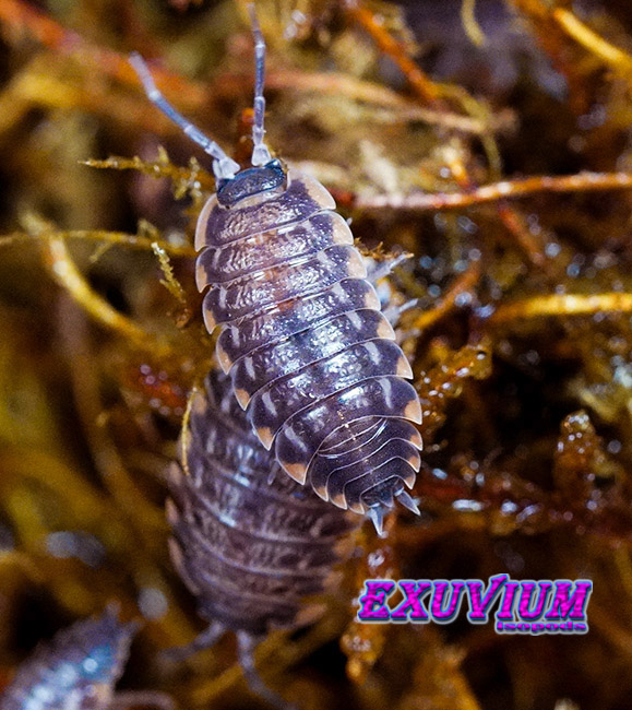 A close-up view of two dark, segmented Trachelipus caucasius isopods crawling over damp, brown moss, with the Exuvium Isopods logo visible in the bottom right corner.