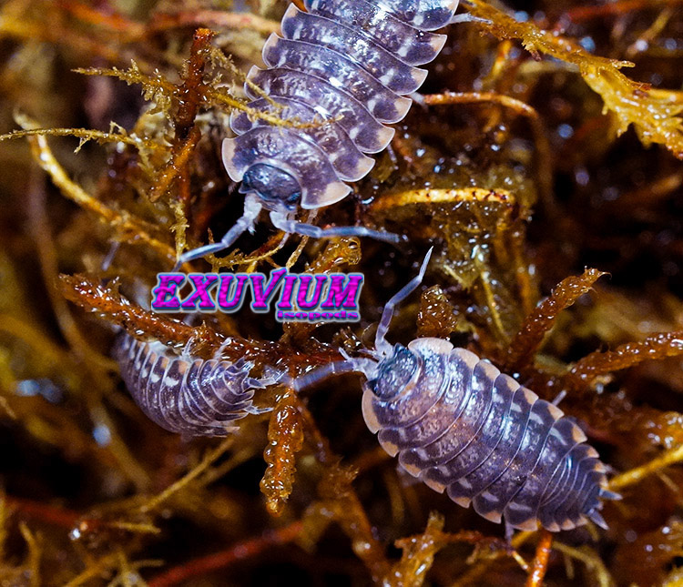 Three small, translucent, purple-tinted Trachelipus caucasius isopods crawl across a bed of damp, brown moss, with the brand name EXUVIUM Isopods centered in the image.